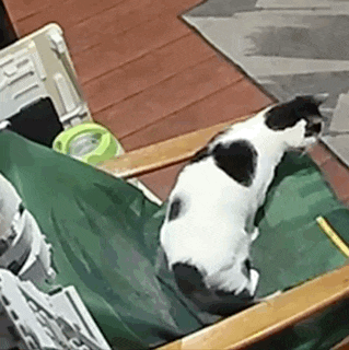 a black and white cat is sitting on a green chair
