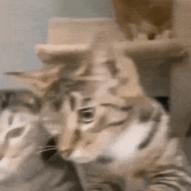 Cats Fighting Cage GIF - Cats Fighting Cage Paws GIFs