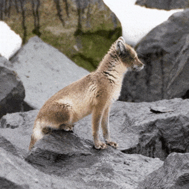 Looking Arctic Fox GIF - Looking Arctic Fox Robert E Fuller GIFs