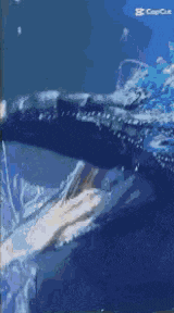 a person is swimming in the water with a shark behind them .