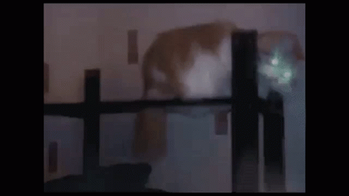 Cat Funny GIF - Cat Funny Hat On GIFs