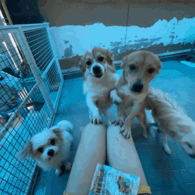 three dogs are standing around a person 's leg with a bag of food in the background