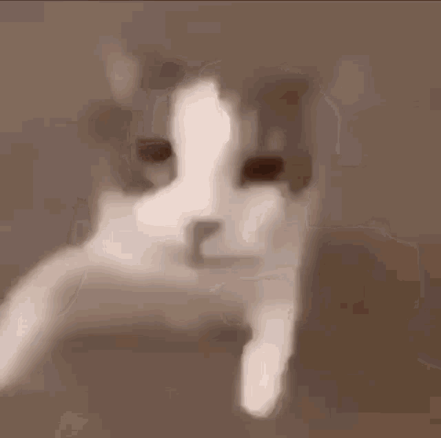 Gato Beijando GIF - Gato Beijando GIFs