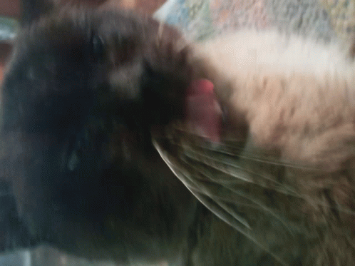 Cat Cats GIF - Cat Cats Angry GIFs