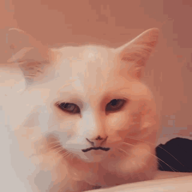 Cat White Cat GIF - Cat White Cat Snapcat GIFs