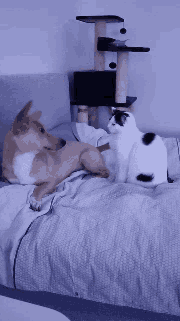 Toffee Cat Dog GIF - Toffee Cat Dog GIFs