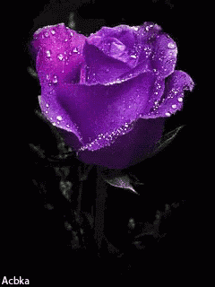a close up of a purple rose with water drops on it on a black background .