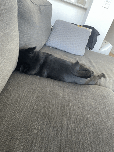 a black dog is laying on a couch next to a pillow that says ' a ' on it