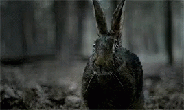 The Witch Scared GIF - The Witch Scared Rabbit GIFs