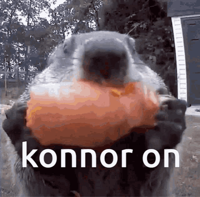 a ground squirrel is holding a pumpkin in its paws with the word konnor on written below it