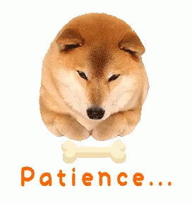 Patience Dog GIF - Patience Dog Doggo GIFs