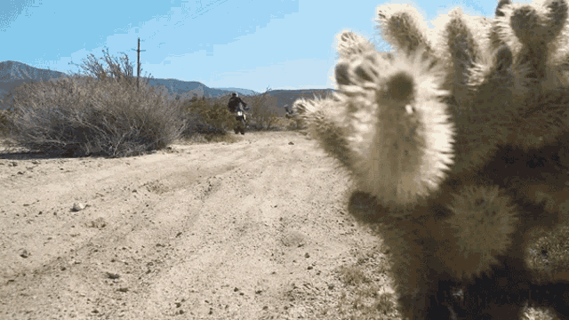 a dirt road with a cactus in the foreground