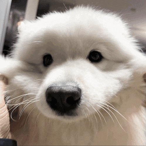 a close up of a white dog 's face looking at the camera