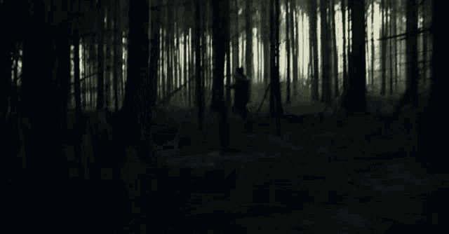 a person is walking through a dark forest with trees in the background .