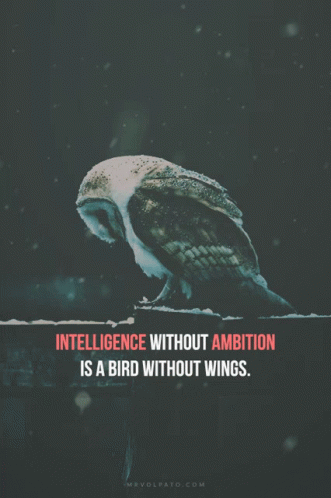Intelligence Without GIF - Intelligence Without Ambition GIFs
