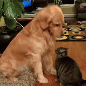 Pat GIF - Cheerup Therethere Cats GIFs