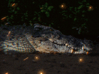 a picture of a crocodile with the words " don o ka " behind it