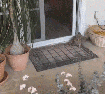 a cat is standing on a door mat on a patio
