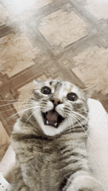 a cat with its mouth open looks surprised at the camera