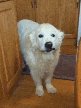 a white dog standing in front of a cabinet