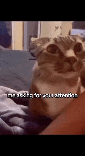 Attention Cat GIF - Attention Cat Cute GIFs