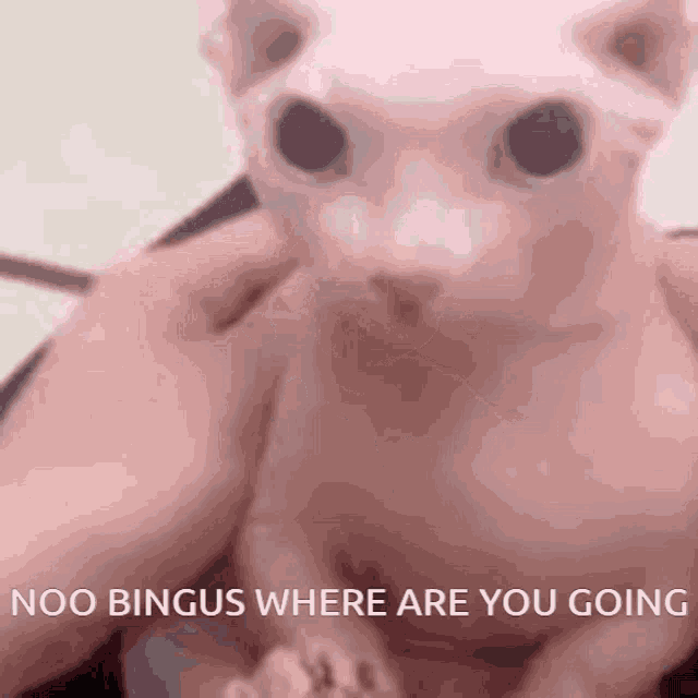 a person is holding a hairless cat with the words noo bingus where are you going below it