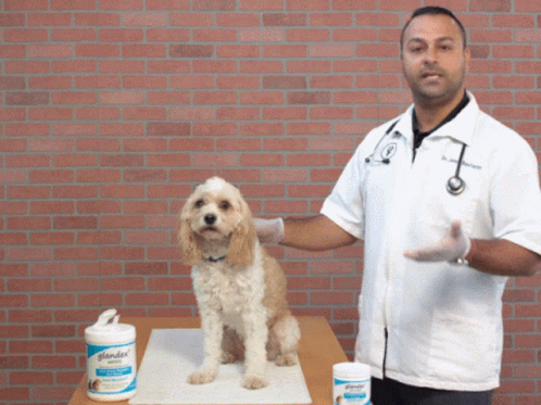 Dogs Puppy GIF - Dogs Puppy Veterinarian GIFs