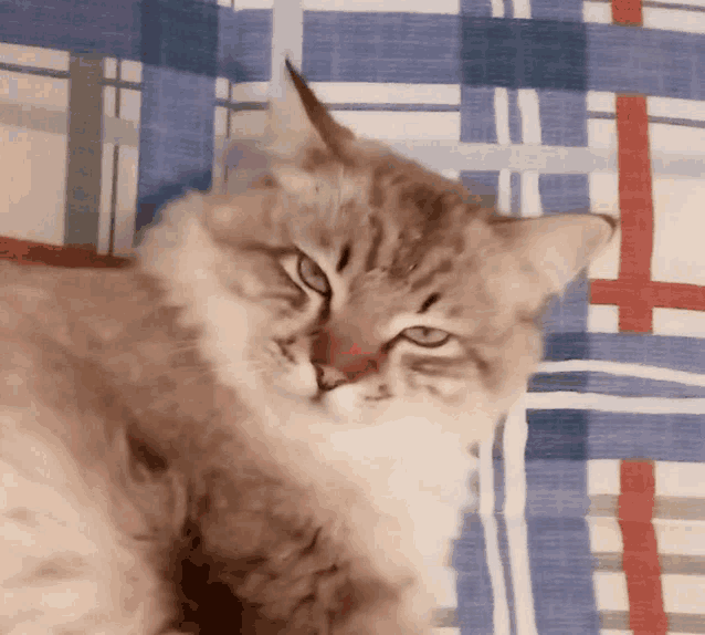a cat is laying on a bed with a plaid blanket