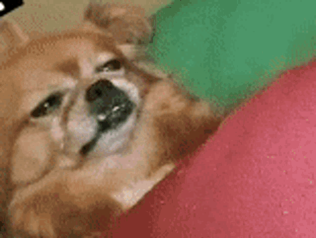 a dog wearing sunglasses is laying on a pink and green couch .