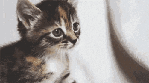 a small calico kitten is looking at the camera while sitting on a white surface .