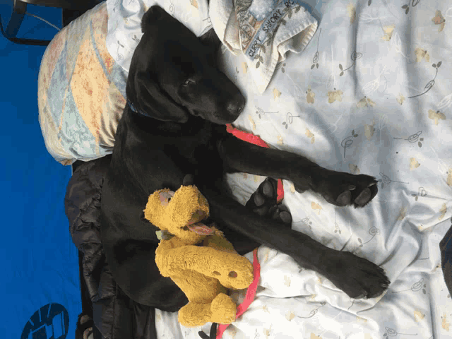 a black dog is laying on a bed next to a stuffed animal