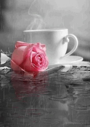 Kávé Rose GIF - Kávé Rose GIFs