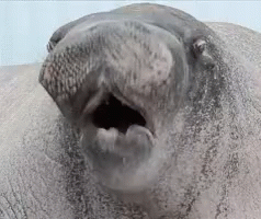 Sea Lion Laugh GIF - Sea Lion Laugh Laughing GIFs