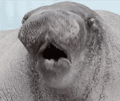 a close up of a seal with its mouth open and its tongue sticking out .