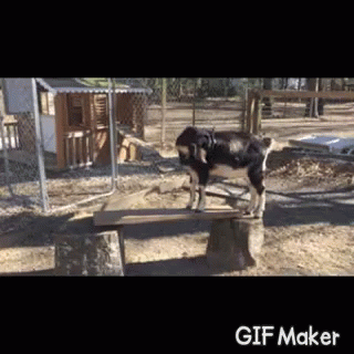 Yay Yes GIF - Yay Yes Goat GIFs