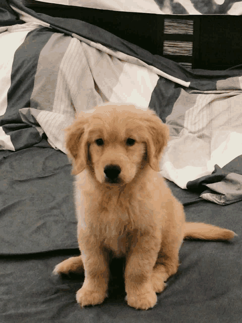 a puppy is sitting on a bed with striped sheets