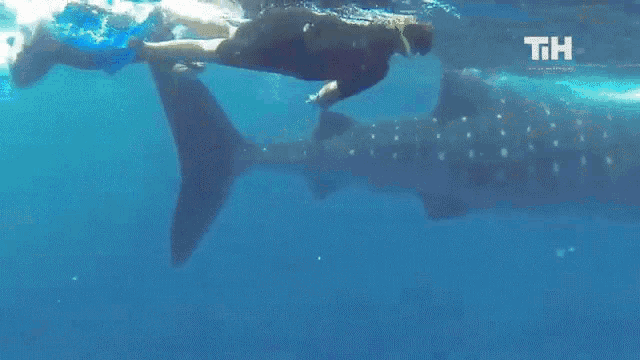 Snorkeling This Is Happening GIF - Snorkeling This Is Happening Swimming GIFs