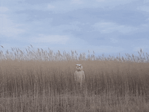 a cat in a field of tall grass with a blue sky in the background
