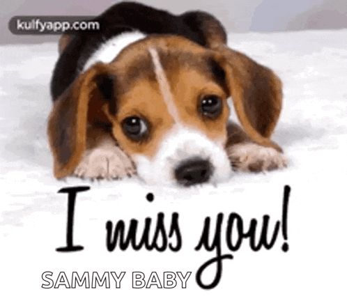 a beagle puppy is laying down on a bed and says `` i miss you ! ''