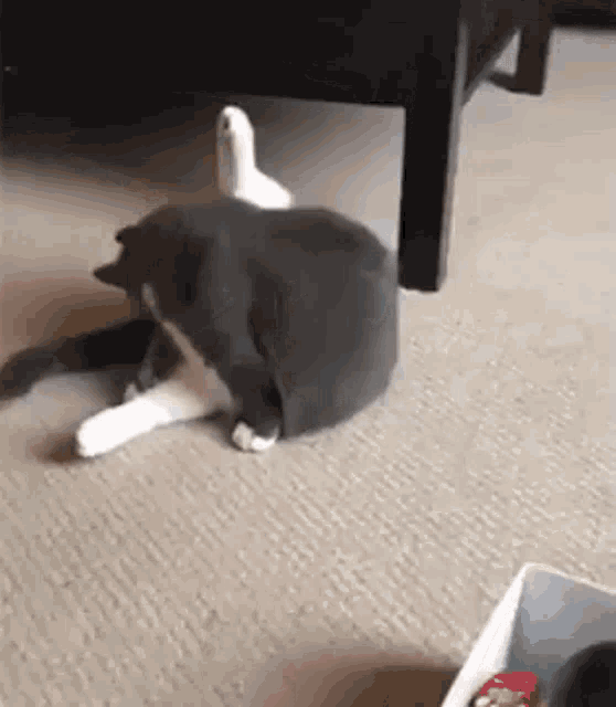 a gray and white cat is sitting on the floor next to a white duck .