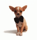 National Bowtie Day Dogs GIF - National Bowtie Day Dogs Wnking GIFs