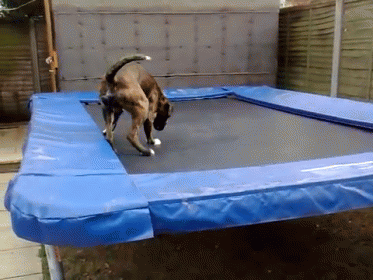 Nose Spin GIF - Dog Spin Trampoline GIFs