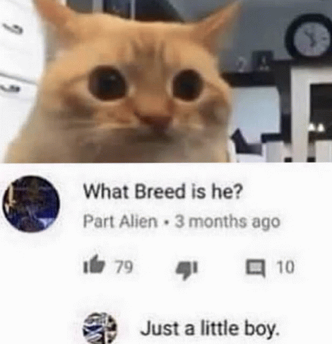Just A Little Boy Cat Meme 