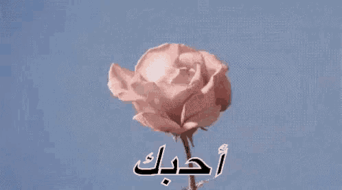 a close up of a pink rose with arabic writing on it