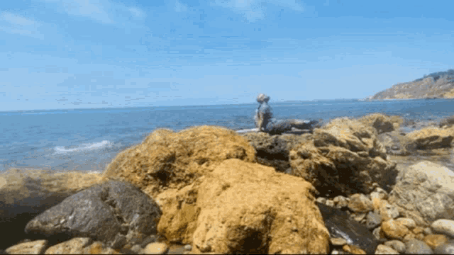 a man sits on a rock near the ocean on a sunny day