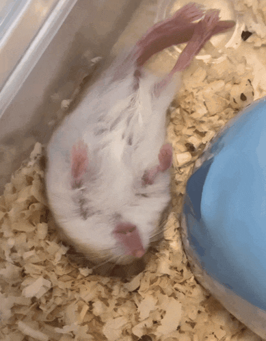 a white hamster is laying on its back in a pile of wood shavings