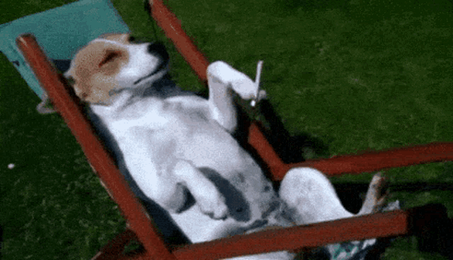 Gr3tzie Dogwithsunglasses GIF - Gr3tzie Dogwithsunglasses GIFs