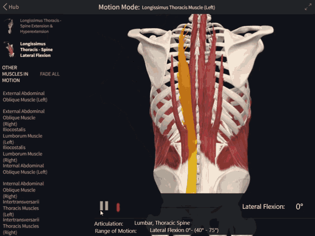Longissimus Thoracis Spine Lateral Flexion GIF - Longissimus Thoracis Spine Lateral Flexion Lateral Flexion GIFs