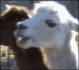 Llama Stare GIF - Llama Stare Creepy GIFs