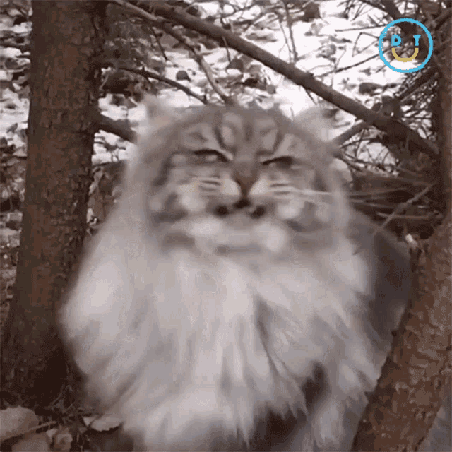 Head Shake Cat GIF - Head Shake Cat Shaking GIFs